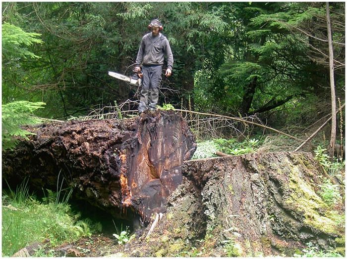 Вторая жизнь срубленных деревьев