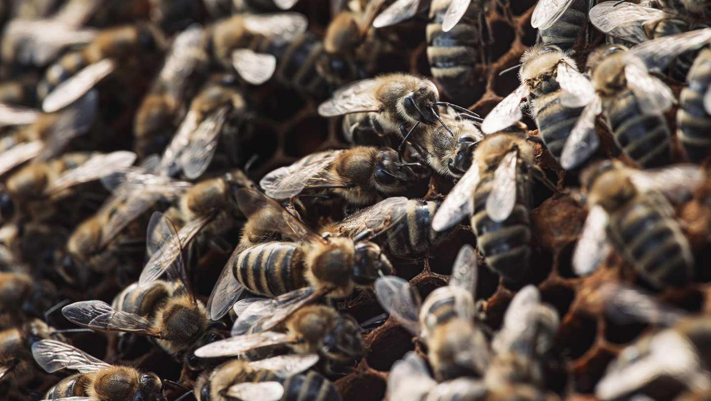 Тайная жизнь улья: как пчелы переживают зиму пчелы, переживают, важное, только, семья, чтобы, особи, Влага, сырость, холод, живой, представляет, всего, часто, помогает, должна, существует, корма, эффективно, нектар