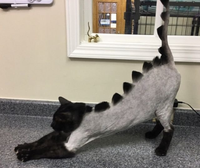 Когда хотел динозавра, но завел кота Когда хотел динозавра, но завел кота