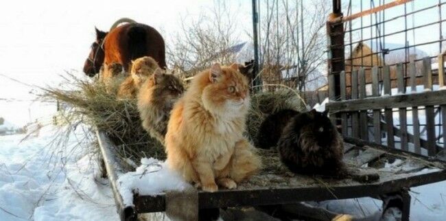 Забавные фотоистории из жизни кошек позитив,Смешные животные