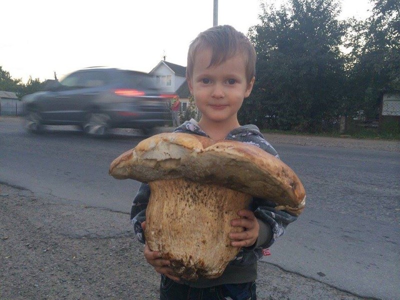 Просто ОГРОМНЫЕ грибы. Подборка фотографий история, факты