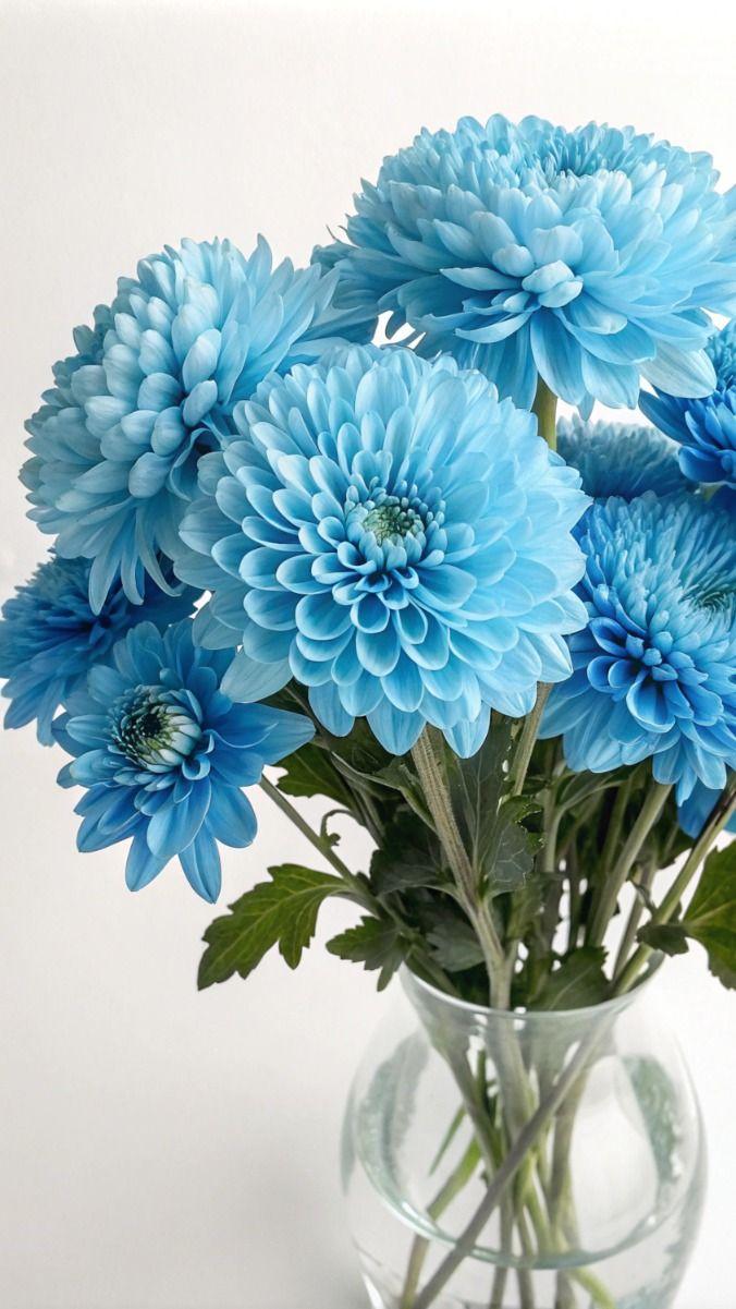 Мимозы, тюльпаны и еще 6 смертельно опасных для кошек цветов кошек, опасны, может, цветы, листья, также, содержат, букеты, судороги, координации, нарушение, очень, части, симптомы, питомцев, цветки, стебли, стоит, марта, рвота