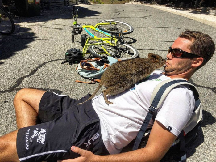 quokka-meets-cyclist-man-australia-4