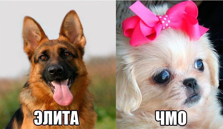 Надписи приколы на картинках