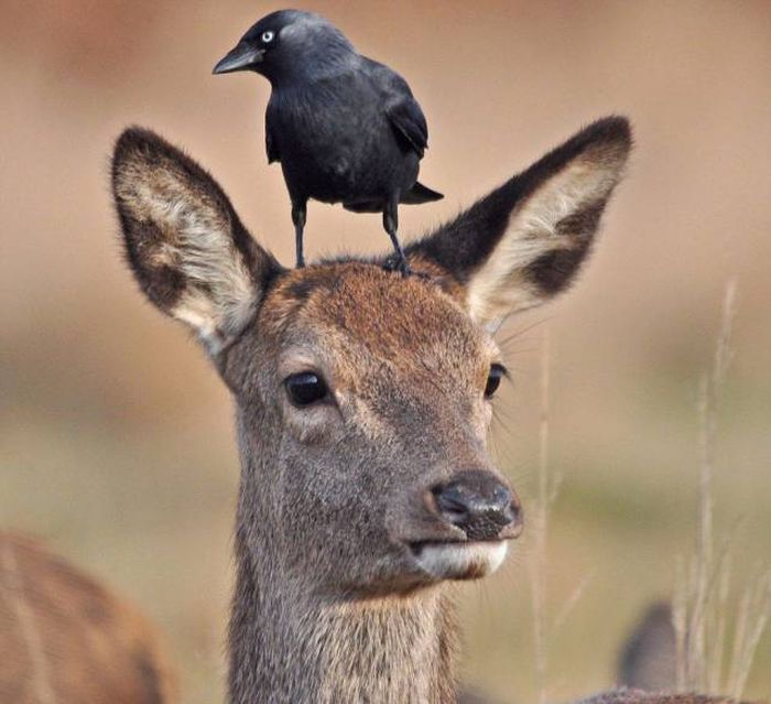 Подборка картинок. Вечерний выпуск (57 фото)