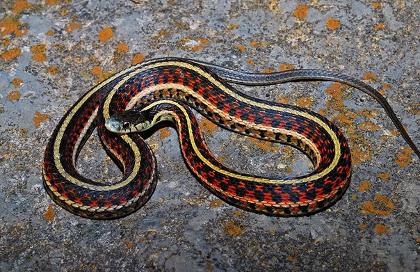 Подвязковая змея Thamnophis sirtalis parietalis