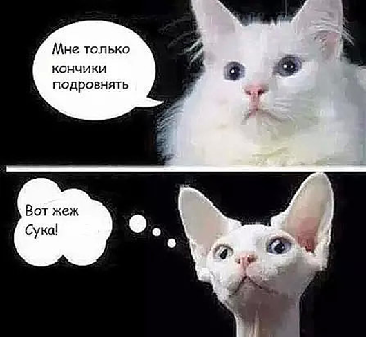 Утро понедельника в животном саду веселые картинки,животные,позитив,Смешные животные