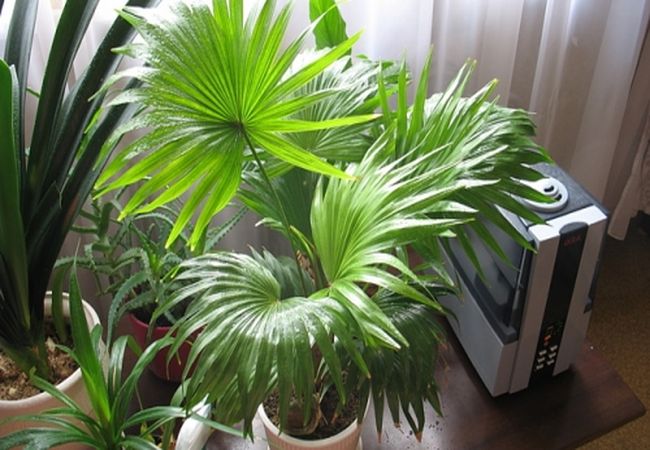 Уход за пальмой ливистона в домашних условиях