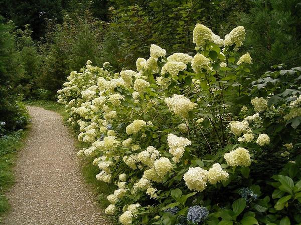 Гортензия метельчатая (Hydrangea paniculata). Фото с сайта http://www.verdeepaesaggio.it