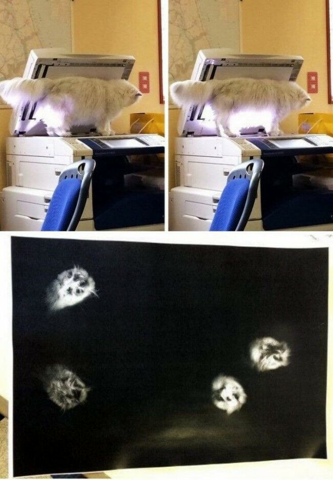 Забавные фотоистории из жизни кошек позитив,Смешные животные