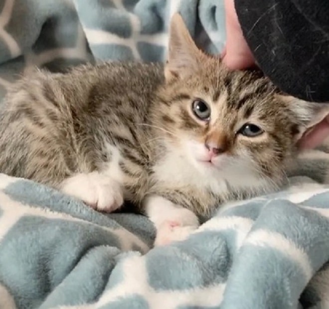 Недовольный котенок