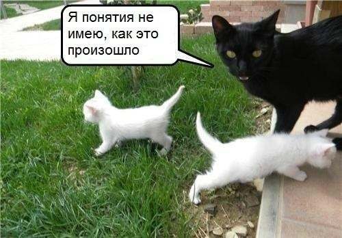 Веселые приколы с котами (11 фото)