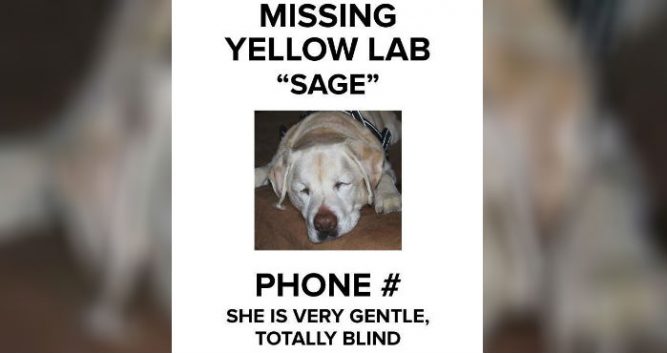 sage-the-dog-1-667x353