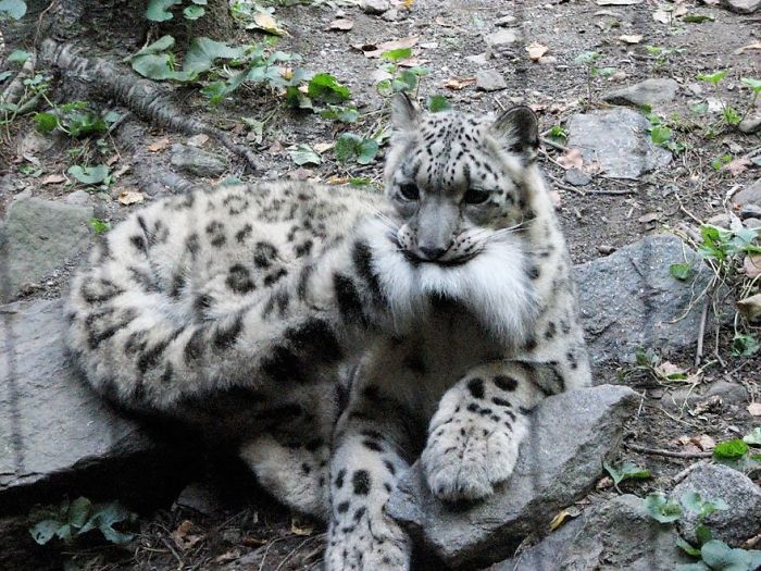 Snow Leopard