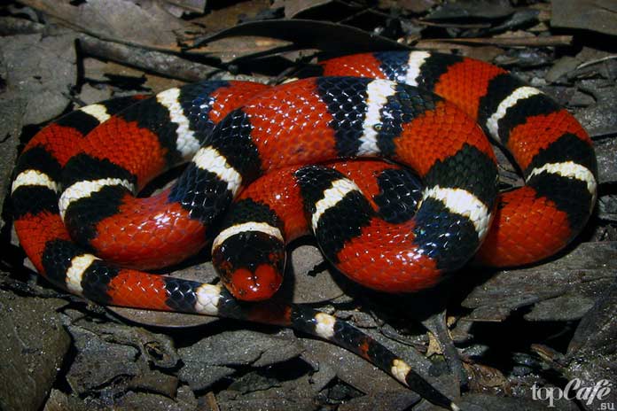 Самые интересные факты о змеях: Молочные змеи