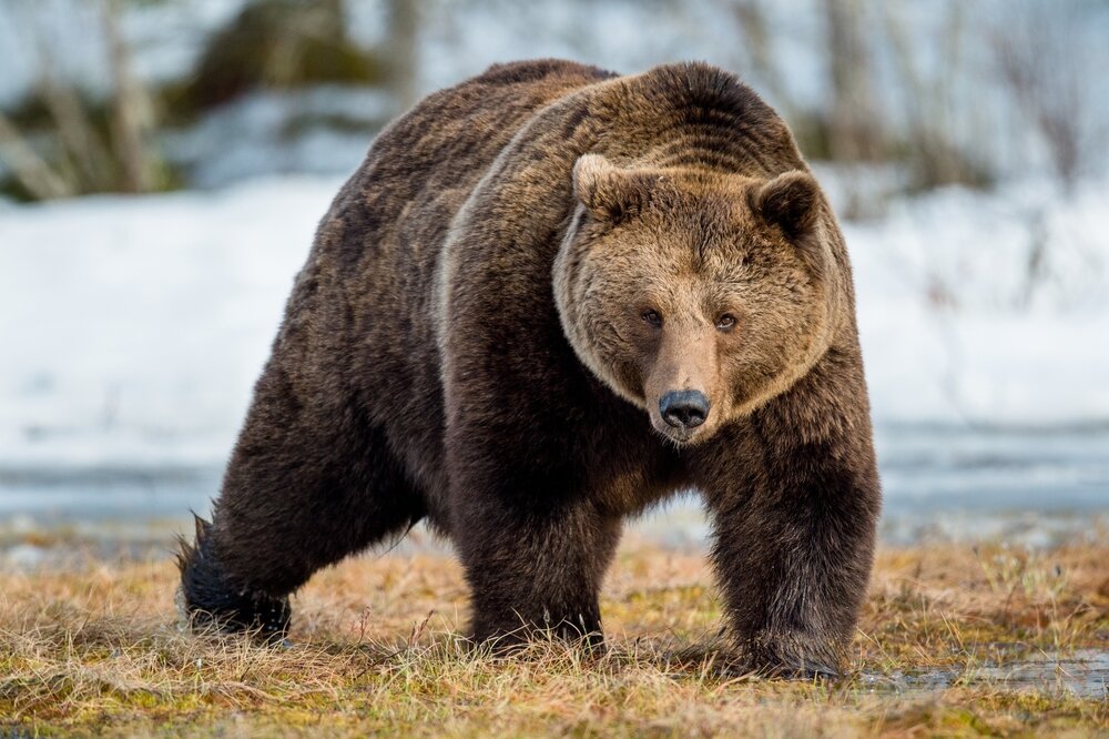 Медведи, НЛО и нерпы: 5 поводов не ехать на Байкал
