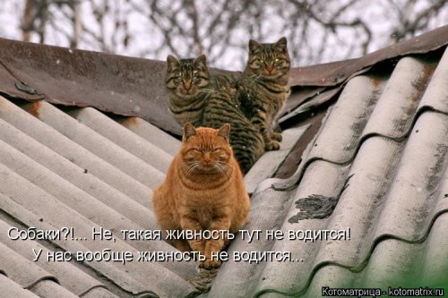 Свежая котоматрица (26 фото)