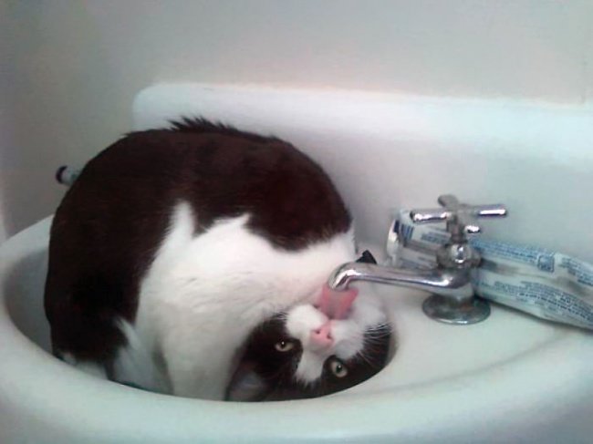 Кот, к которому надо вызывать экзорциста животные, питомцы, смешные, фотографии
