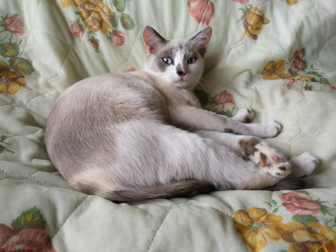 кошка на кровати