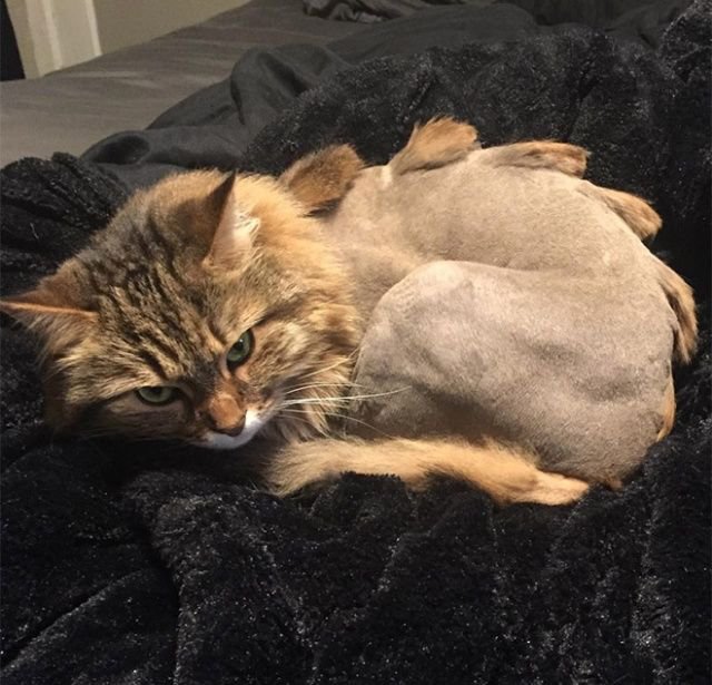 Когда хотел динозавра, но завел кота Когда хотел динозавра, но завел кота