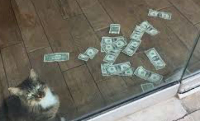 Кота взяли с улицы, а через полгода он стал приносить к дверям деньги