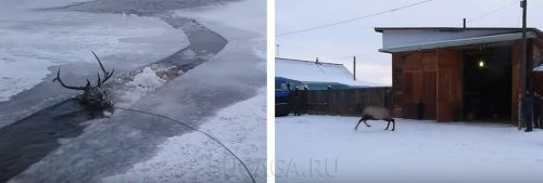 Спасение изюбря, попавшего в полынью 