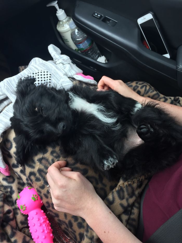 Little Rescue Girl The Day We Got Her. She Still Loves To Lay On Her Back And Get Belly Rubs