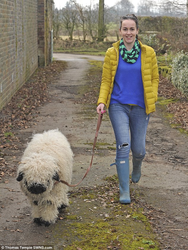 Marley the sheep was adopted by Ali Vaughan from Cumbria, and acts just like a dog