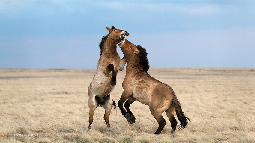 Лошадь Пржевальского: как последняя дикая лошадь на Земле живет в России