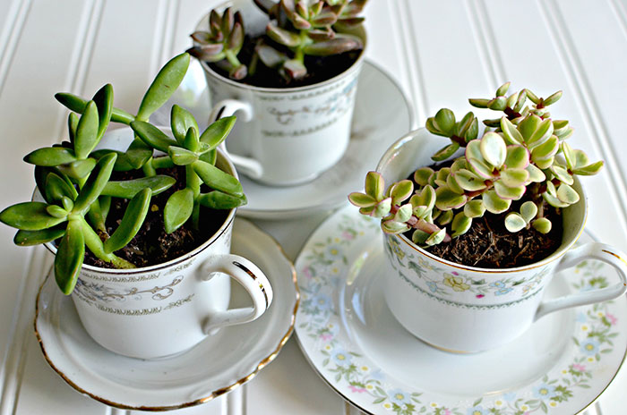 Succulent Tea Cups