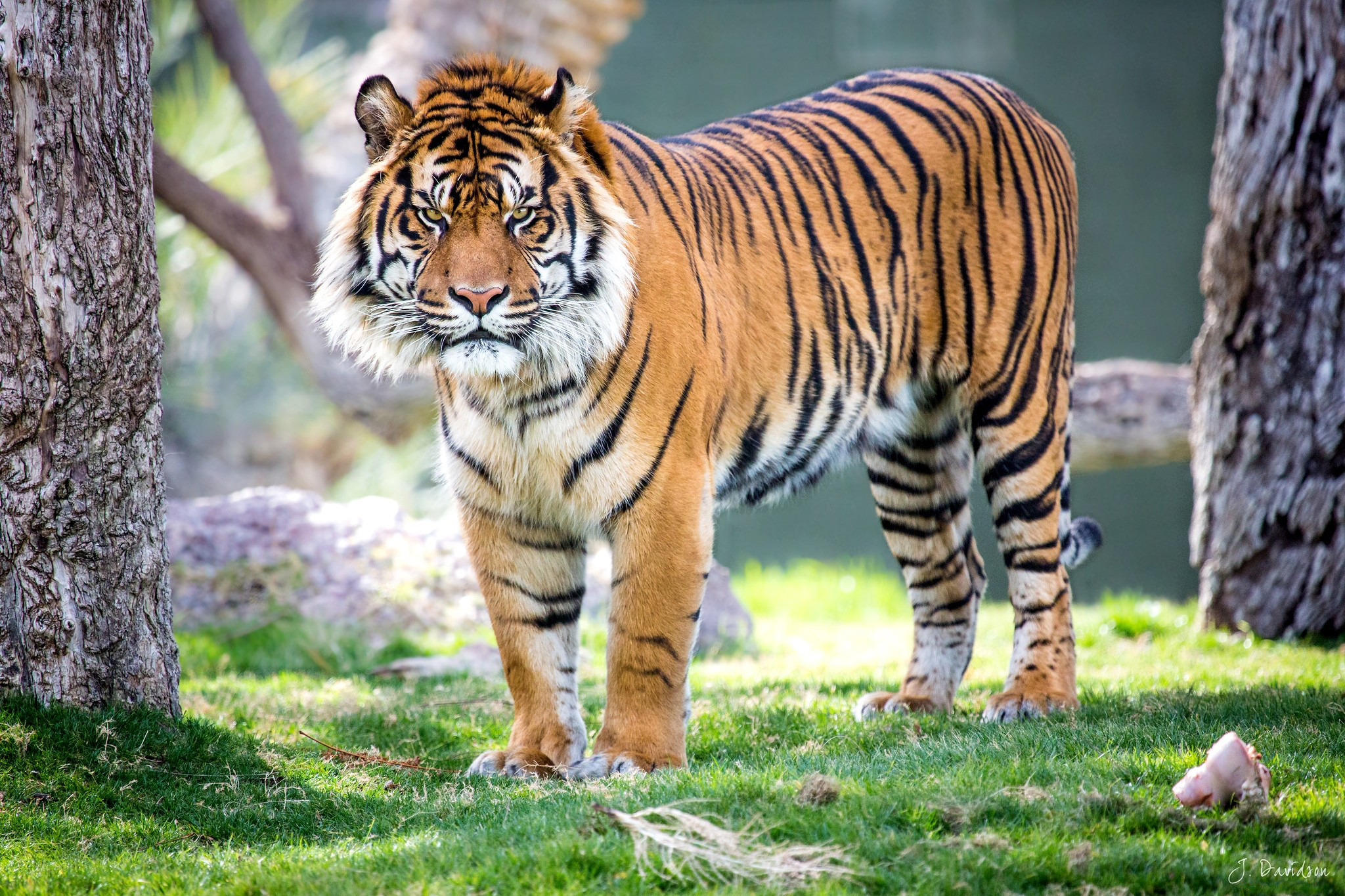 Tigr. Тигр. Оскал Уссурийского тигра. Тайгер тигр. Животные Азии тигр.