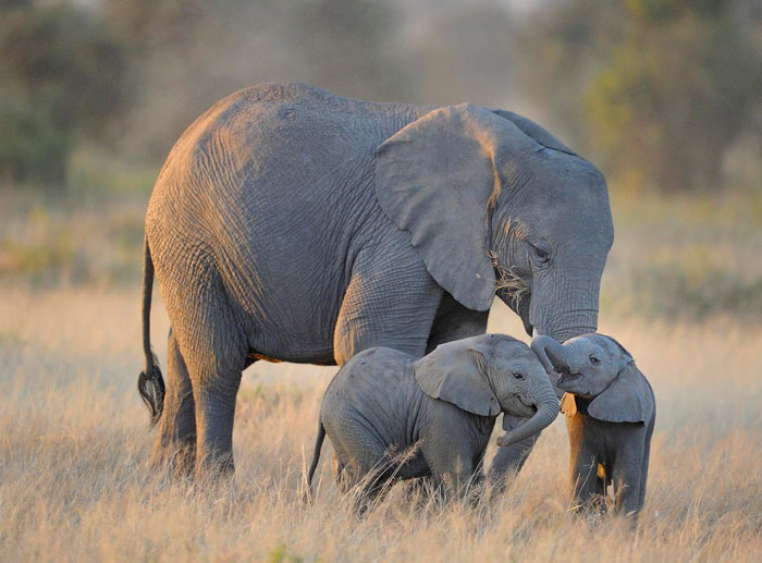 Baby Elephant