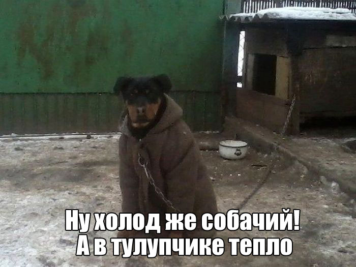 Картинки холодно прикольные с надписями, милой
