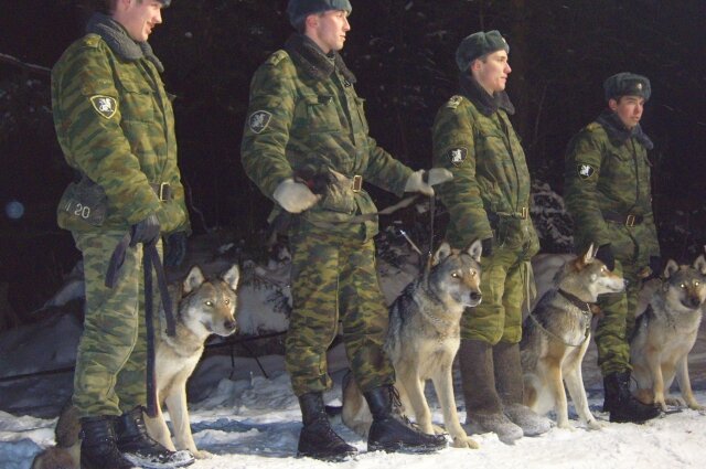 Волкособы на службе в армии.