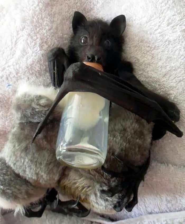 Adorable Bats