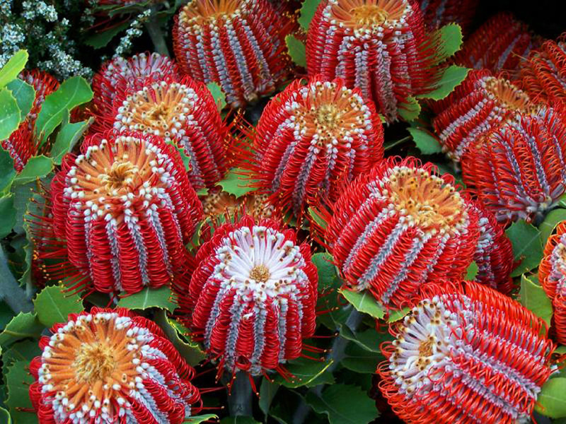 Банксия ярко-красная (Banksia coccinea) красота, особенные, природа, растения, флора, цветы