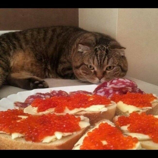 Забавные фотоистории из жизни кошек позитив,Смешные животные