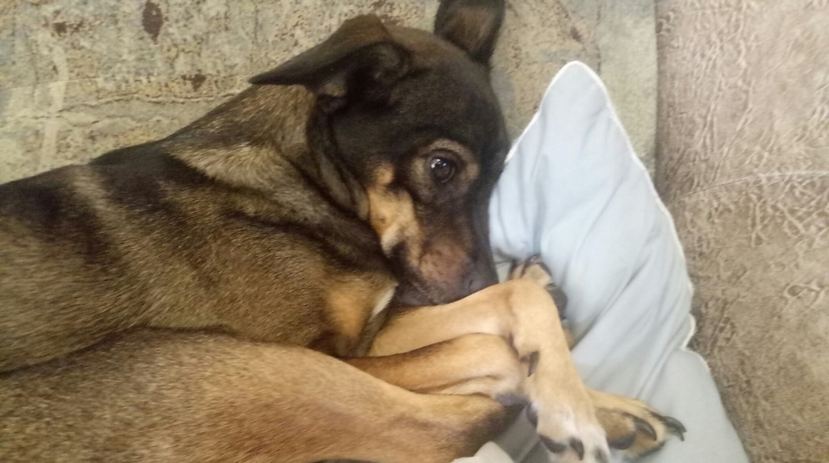 голодный котенок. маленький голодный котенок. книга желудь. жалобно пищал. очень маленькие котята.