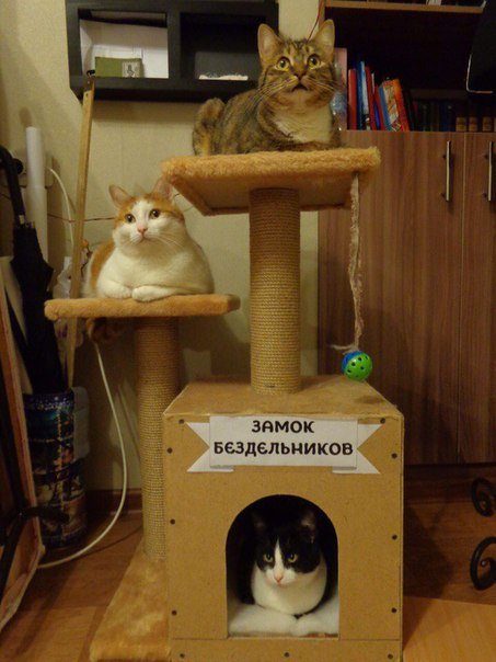 Самые прикольные фотомемы дня!