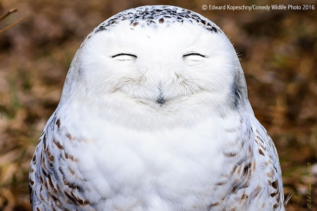 Смешные фотографий с конкурса Comedy Wildlife Photography Awards