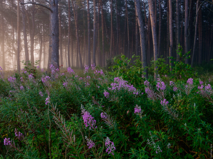 Утреннее блаженство в лесу. Автор фотографии: Игорь Горшков.