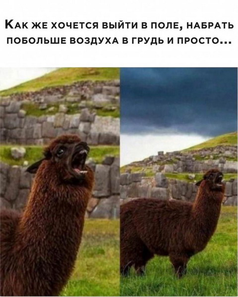 Забавных зверьков вам в ленту! Забавных зверьков вам в ленту!