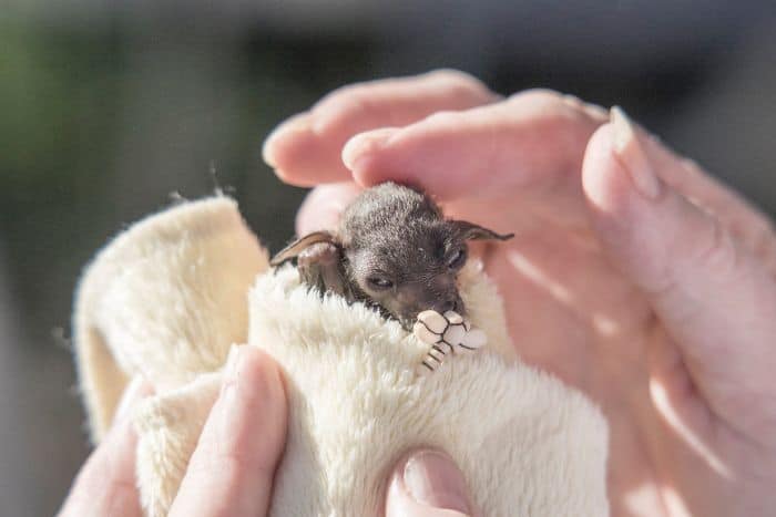 Adorable Bats