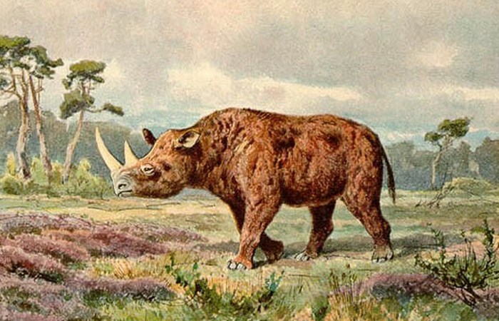 Останки шерстистого носорога.