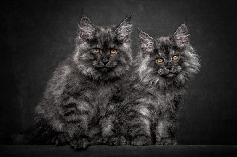 NewPix.ru - Американская енотовая кошка Maine Coon