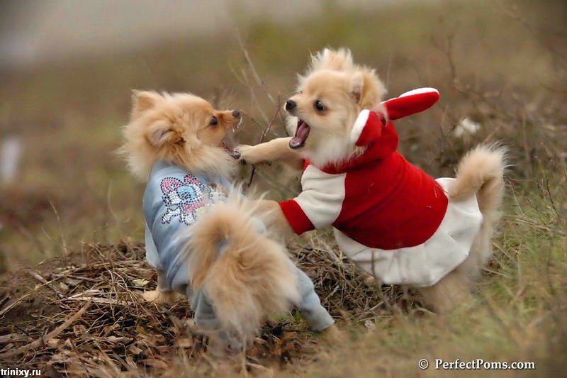 Собачий бой в русской провинции