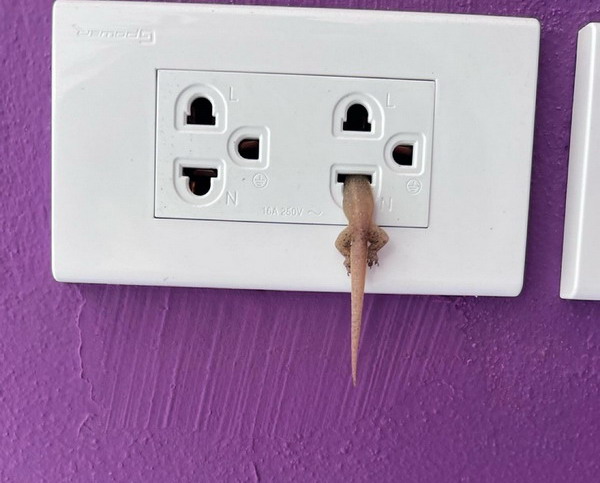 Забавных  зверьков вам в ленту!