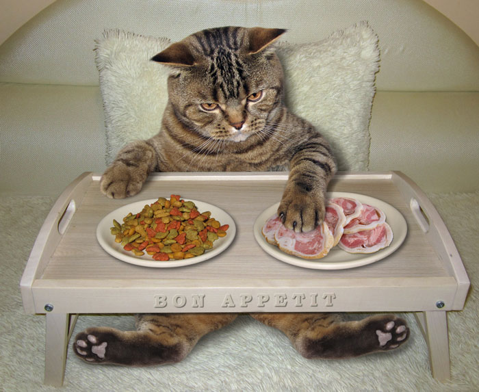 Как правильно кормить кошек: советы экспертов