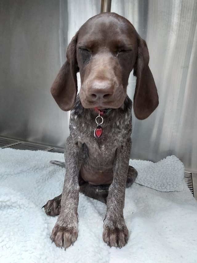 собака в доме