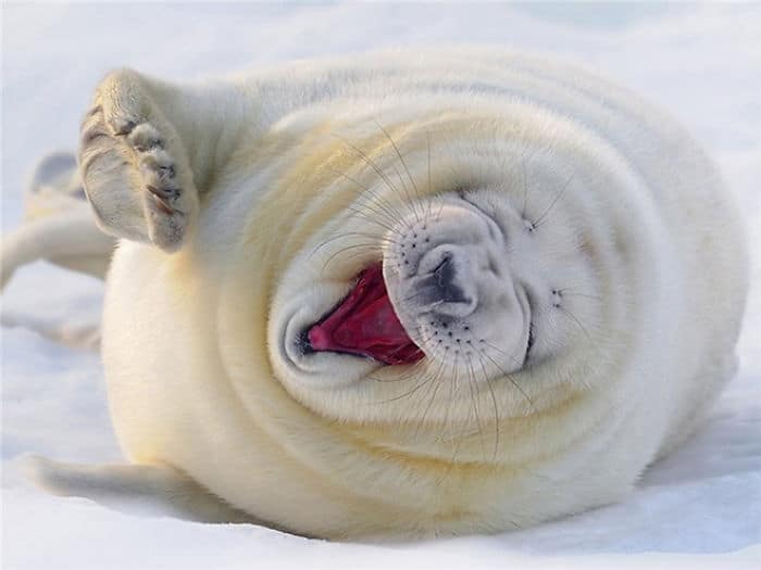 белый тюлень лежит на боку и смеется